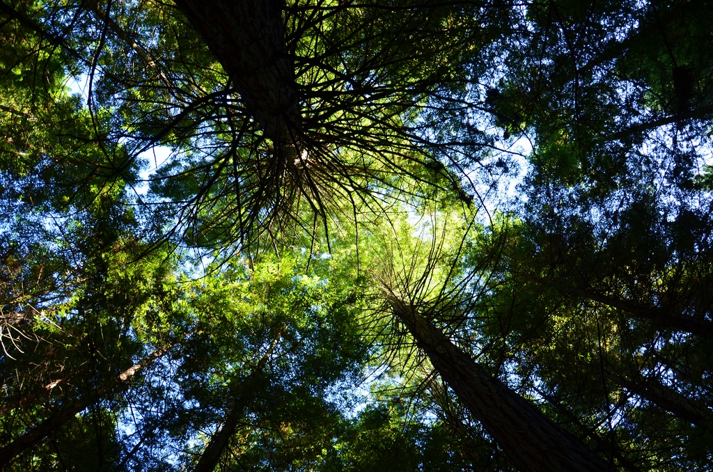 2017-03 New Zealand/Red Woods/DSC_0128.JPG